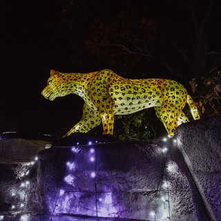 达拉斯动物园的灯光展...