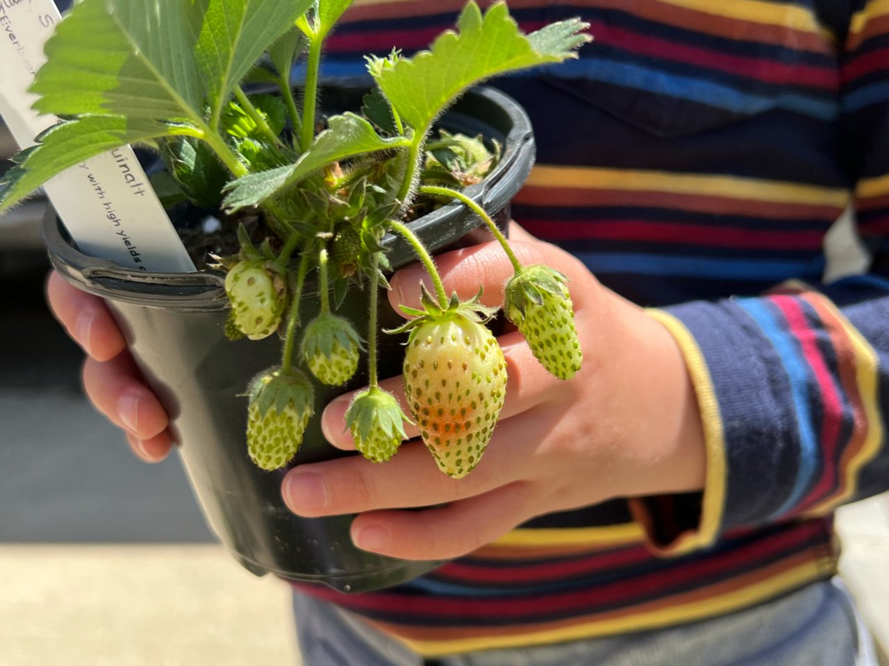 草莓种植的第1年，真的没有果实可以吃吗？...