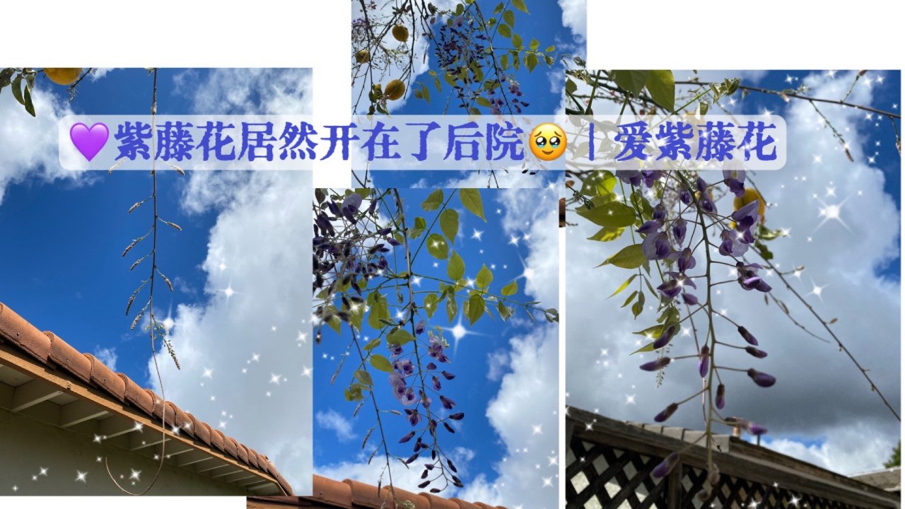 💜紫藤花居然开在了后院🥹｜爱紫藤花