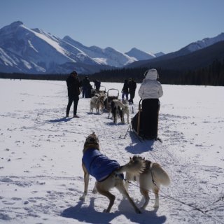 Banff公园的狗狗拉雪橇🛷...