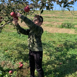 农场摘苹果