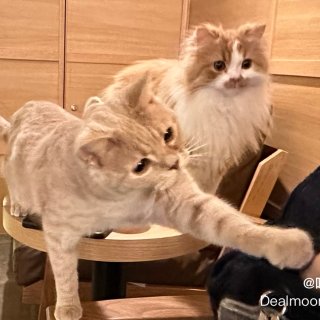 日本新宿撸猫🐱 CAT CAFE MOC...