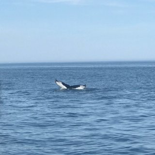 波士顿New England观鲸🐳...