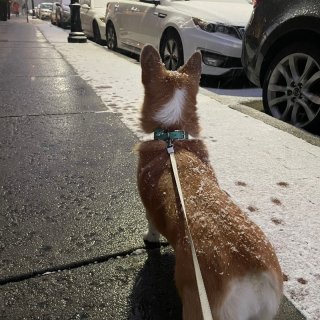 波士顿下雪啦❄️加州狗开心到模糊🤣...