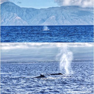 夏威夷 | 出海看鲸🐳·座头鲸冬季巡游回...