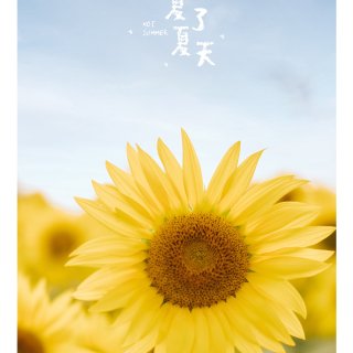 随拍日记｜又是向日葵的季节了🌻...