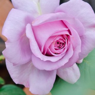 耐晒+皮实的藤本月季，满足你的紫色花园梦...