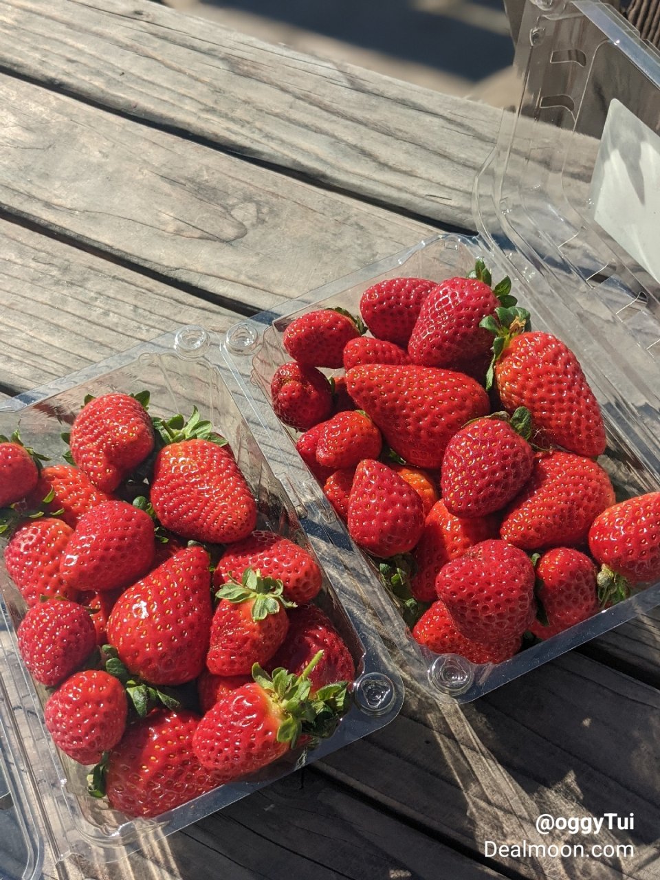 放一周都不会坏的草莓🍓储存方法，就在你手...