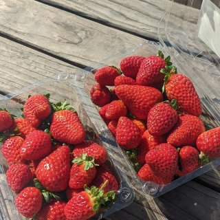 放一周都不会坏的草莓🍓储存方法，就在你手...