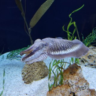 Ripley’s 水族馆:怀孕的海马和外...