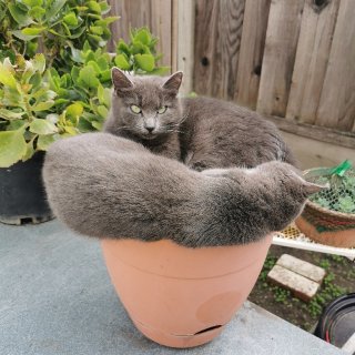 如何用花盆种出猫🐈...