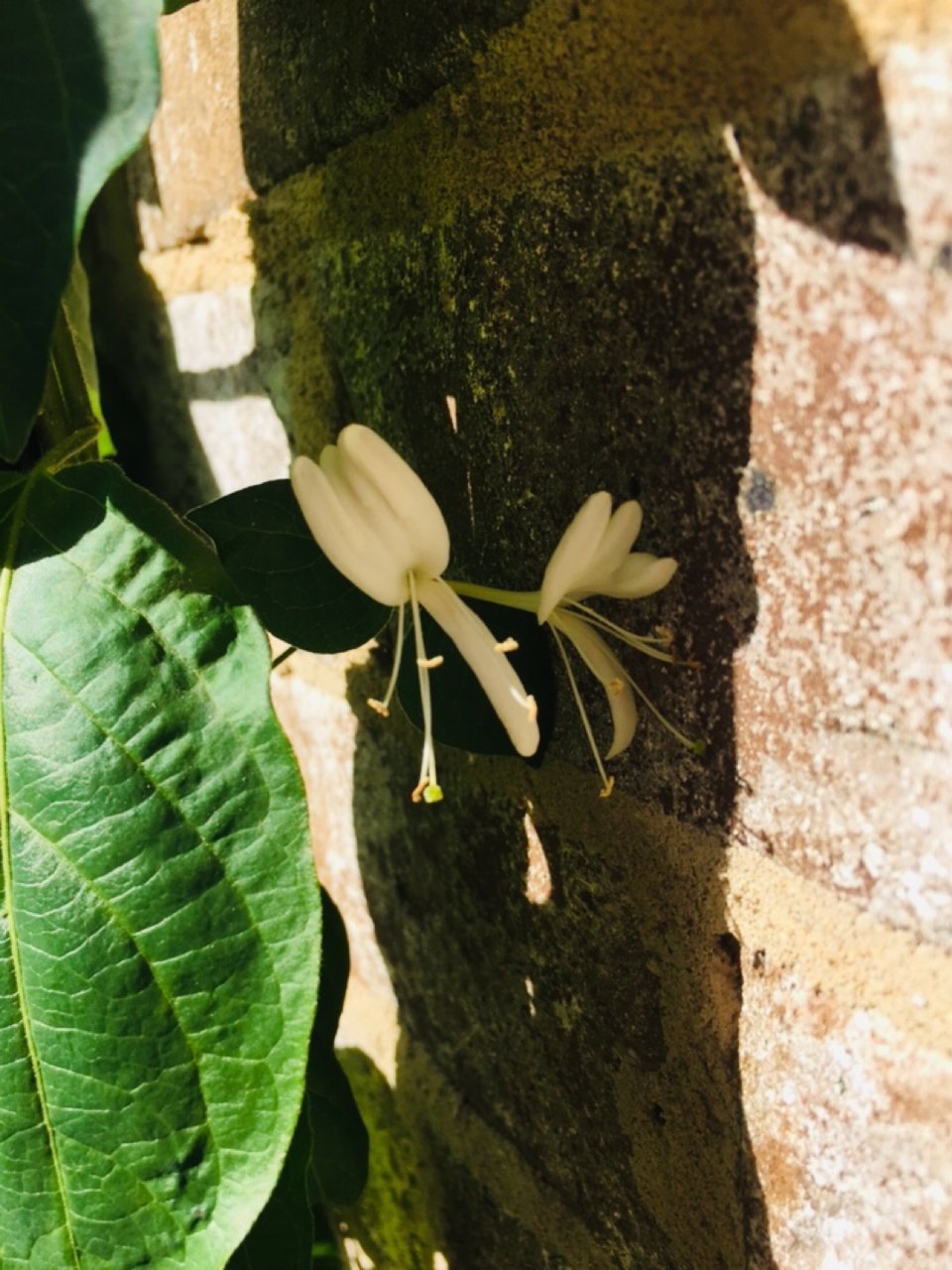 金银花,honeysuckle,$12