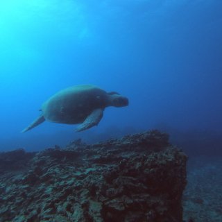 潜水离海龟超近,Reef Pirates Diving | Coral Reef & Ship Wreck Scuba Diving in Oahu, HI