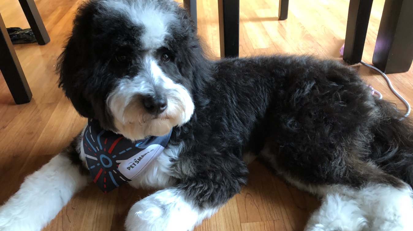 养狗子也能过二人世界