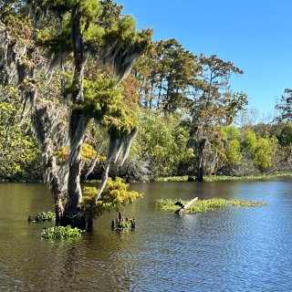 新奥尔良沼泽游船，寻找鳄鱼🐊的踪迹...