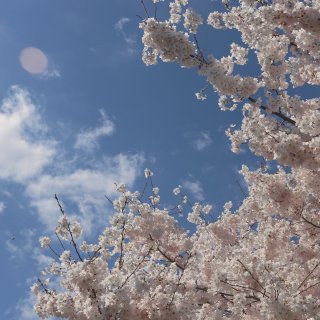 一年一度🌸｜和粉嫩的樱花拍个照—VSCO...