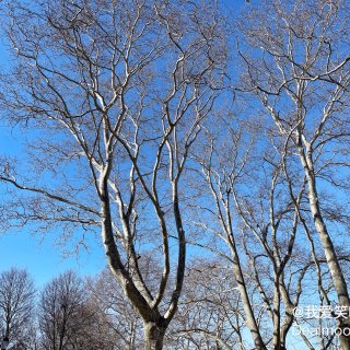 拥抱冬日暖阳，纽约的公园真棒👍💕...