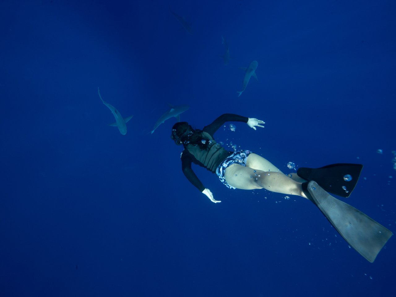 One Ocean Dive,One Ocean Diving - Diving With Sharks, Shark Dive Hawaii