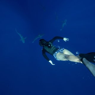 One Ocean Dive,One Ocean Diving - Diving With Sharks, Shark Dive Hawaii