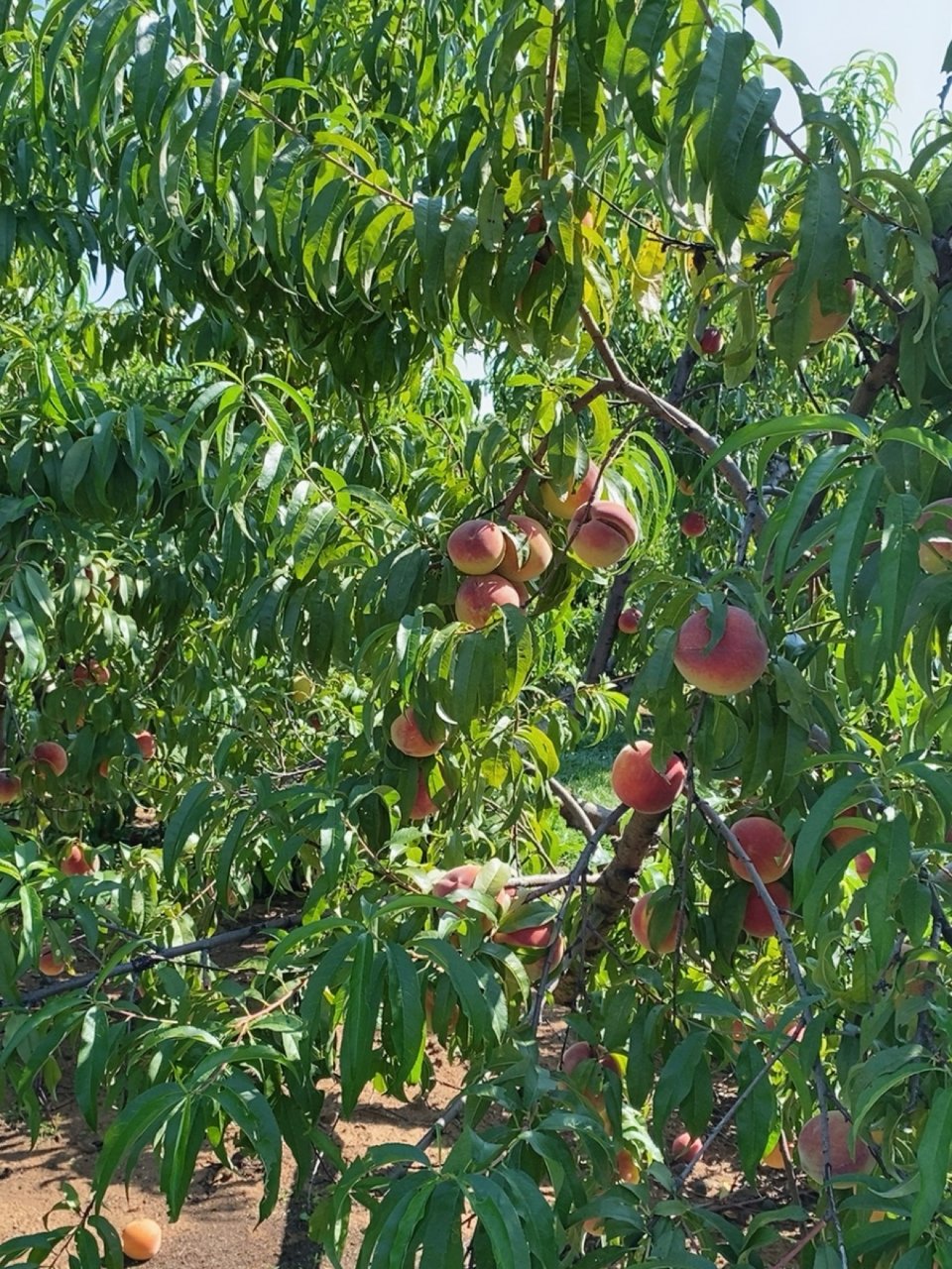 农场摘桃子🍑