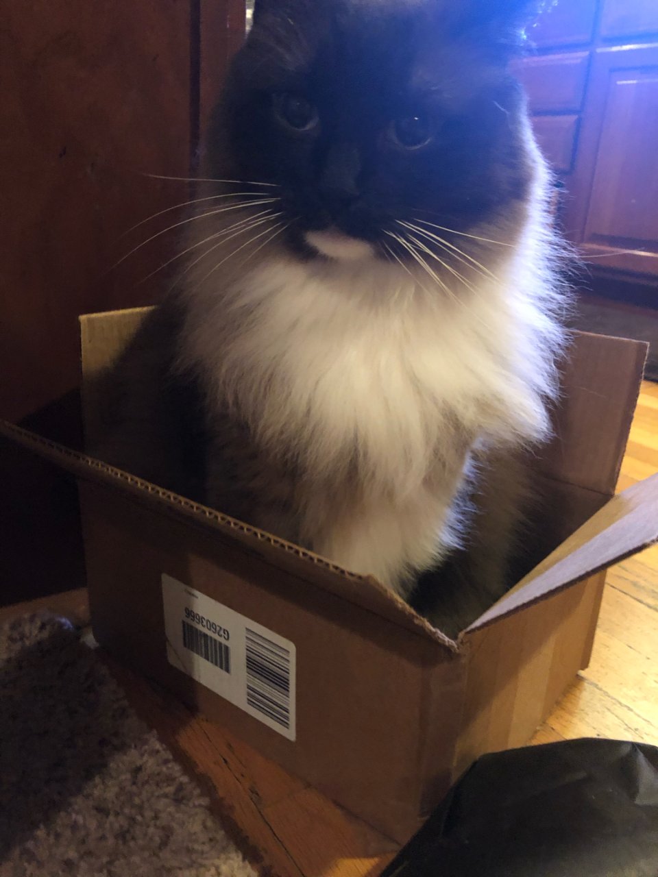 猫与盒子