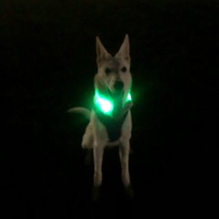 Good2Go Neon Green LED Light-Up Dog Collar, Small | Petco