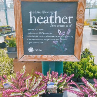 西雅图探店｜绿植和花花都在这里｜春日气息...
