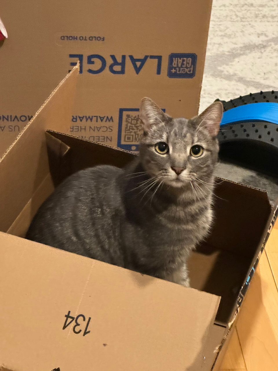 让我看看是哪家的小猫咪喜欢大箱子...