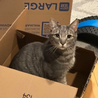 让我看看是哪家的小猫咪喜欢大箱子...