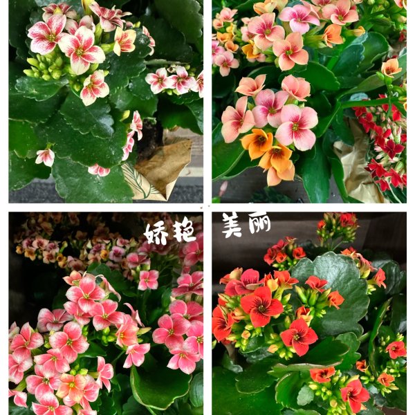 晒货图片