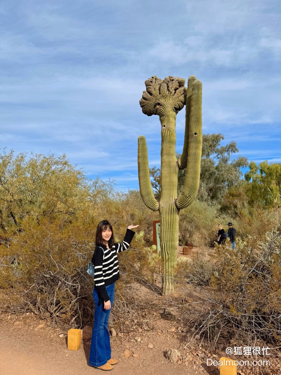 巨型仙人掌🌵乐园Phoenix沙漠植物园| 社区旅行精选