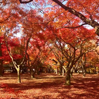 赏樱可以在日本各地，但是赏枫🍁必须在京都...