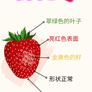 如何挑选草莓 ➕ 美东好吃草莓品牌分享...