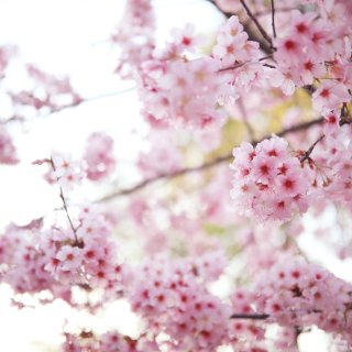 春天最美的樱花色调🌸...