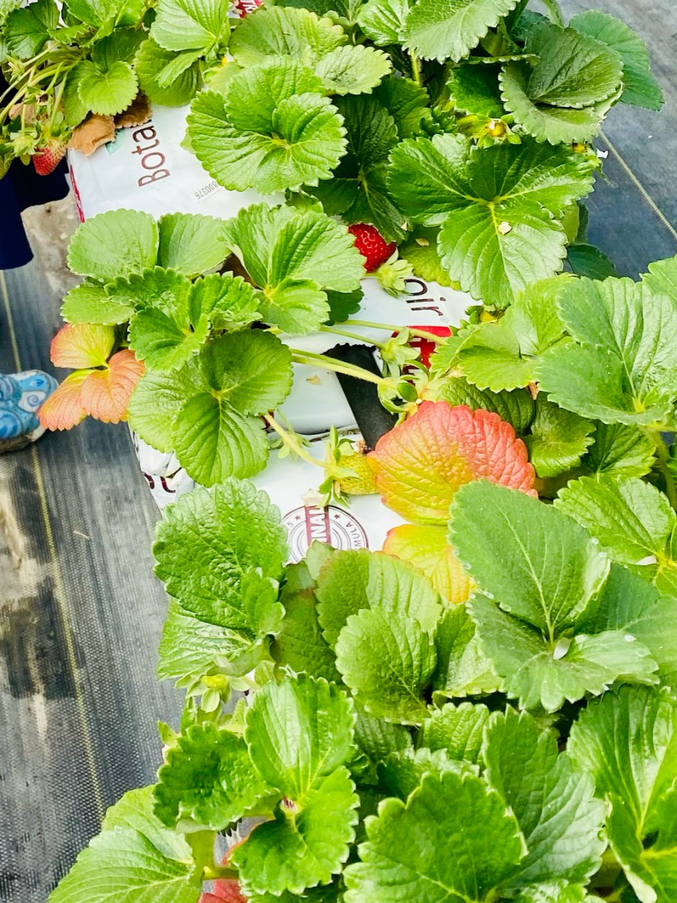 摘草莓真的是春夏季好去处...