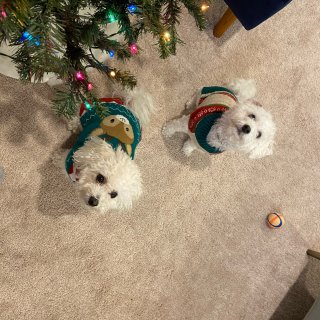 圣诞树下的两只小可爱🐶...