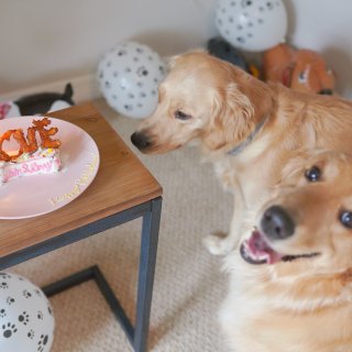 【小狗宠物蛋糕】Pet birthday...