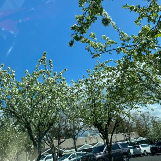 停车场的树 花开的好漂亮...