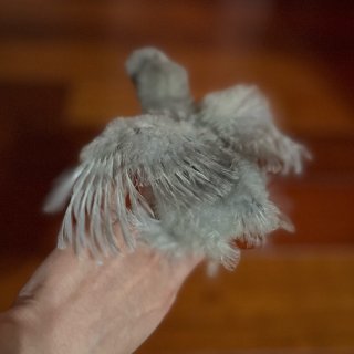 据说可以通过翅膀的羽毛分辨小鸡性别，靠谱...