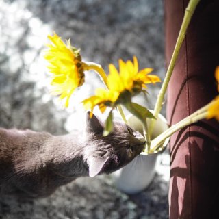 我有猫有花 就有了春天...