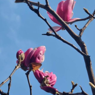 春天来了，桃花盛开！...