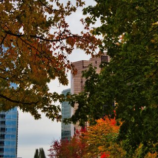 周游西雅图|Bellevue城市中心公园...