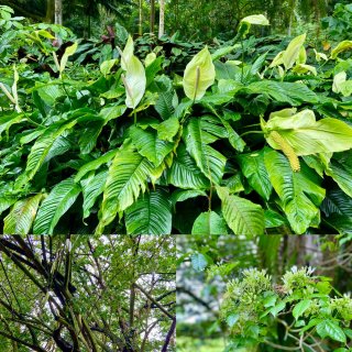 夏威夷欧胡岛-藏于深山幽谷的世外仙境植物...