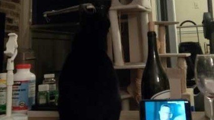 论失败的猫片是怎样炼成的