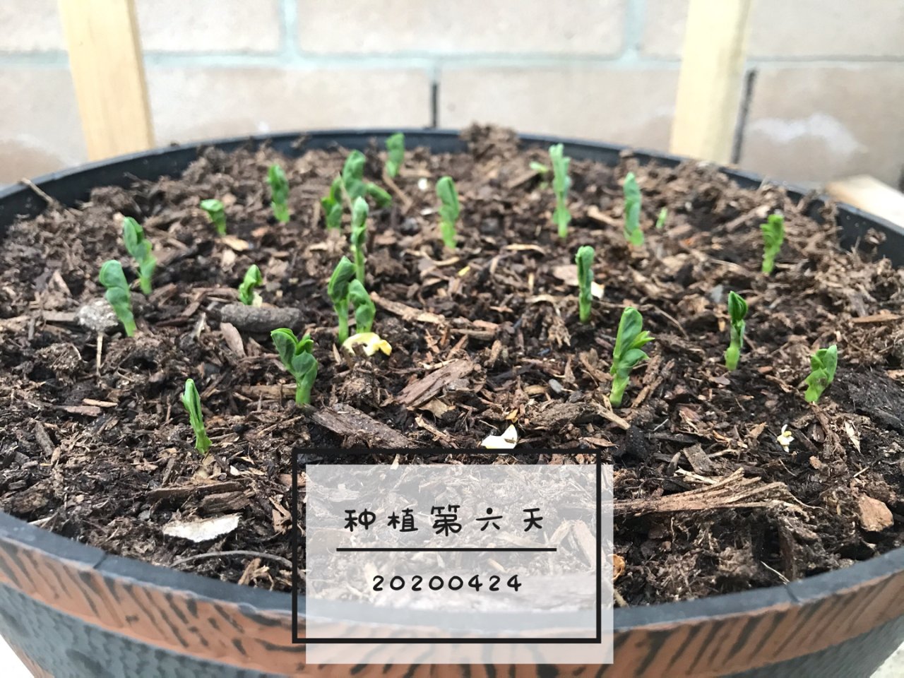 四月宅家季3.1:种豌豆...