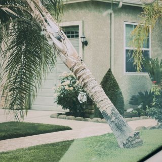 加州强风暴雨，邻居家的树被连根拔起了！...