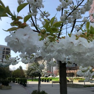 公交车站附近的樱花...