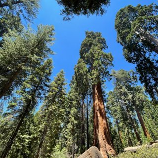 我要出去玩｜初夏去美洲杉国家公园看红杉树...