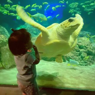 🐢和大海龟的亲密接触的孩子...