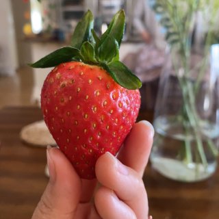北美龙🐲年第一季草莓🍓Vons第一次采摘...